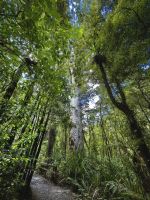 Wir erkunden den ursprünglichen Wald in Neuseelands Norden