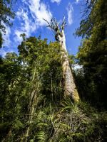 Dieser abgestorbene Kauri überragt alles im Wald