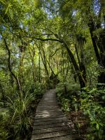 Waipoura Urwald auf der Nordinsel Neuseelands
