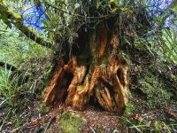 Hier müssen einfach Elfen wohnen ...
