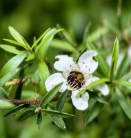 Blüte des Manukastrauches