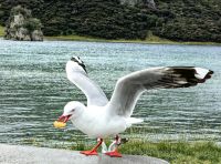 Freche Möwe stibitzt unsere Pommes