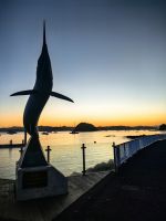 Ein Merlin im Hafen von Paihia