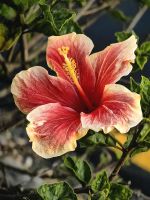 Der Hibiskus blüht in Paihia