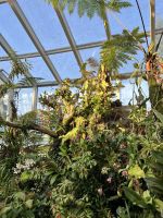 Im Botanischen Garten Singapur´s