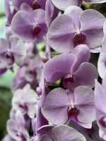 Im Botanischen Garten Singapur´s