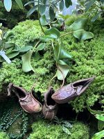 Im Botanischen Garten Singapur´s