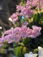 Im Botanischen Garten Singapur´s