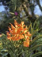 Im Botanischen Garten Singapur´s