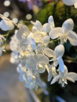 Im Botanischen Garten Singapur´s