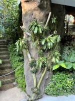 Im Botanischen Garten Singapur´s