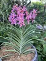 Im Botanischen Garten Singapur´s