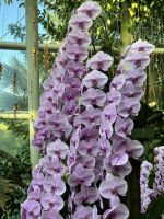 Im Botanischen Garten Singapur´s