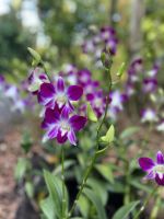 Im Botanischen Garten Singapur´s