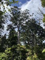 Weg zum 2. größten Kauri