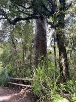 Weg zum 2. größten Kauri