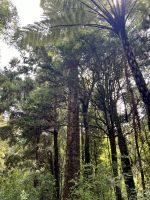 Weg zum 2. größten Kauri