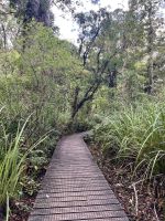 Weg zum 2. größten Kauri