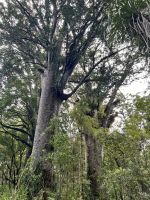 Weg zum 2. größten Kauri