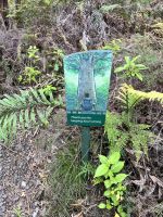 2. größter Kauri - Schild