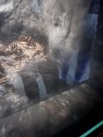 Nga Manu Nature Reserve - Kiwi