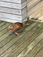 Kapiti Island - Waka