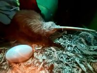 Nga Manu Nature Reserve - Kiwi + Ei