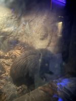 Nga Manu Nature Reserve - Kiwi