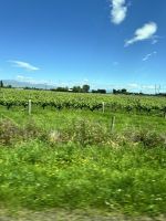 Weinstöcke - Südinsel