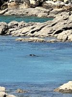 Abel Tasman Nationalpark - auf unserem Katamaran - Seelöwe