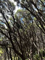 Abel Tasman Nationalpark - Waldspaziergang