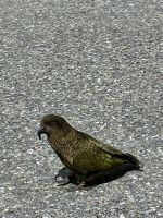 Kea