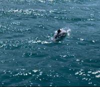 Hector Delfin Ausflug