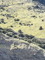 Hector Delfin Ausflug