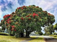 Pohutukawa, Meterosideros Excelsa, dieser Baum steht zu Weihnachten in voller Blüte und ist dann die natürliche Dekoration