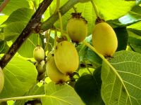 Die Kiwis sind erst in zwei Monaten ausgereift