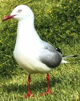 Wir werden neugierig beäugt, vielleicht fallen ja ein paar Krümel ab