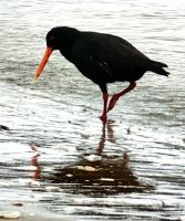 Rußausternfischer, Cooks Beach, Coromandel Halbinsel