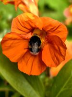 Hummel in Kapuzinerkresse