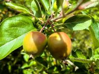 Die Äpfel von Hobbiton sind noch nicht reif