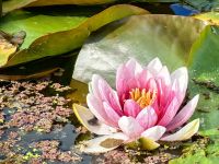 Seerose im Kurpark von Rotorua