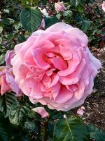 Gefüllte englische Rose, Rotorua