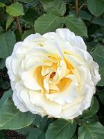 Prachtvolle Rose, Kurpark Rotorua