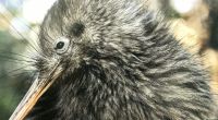 Kiwi, der Nationalvogel der Neuseeländer