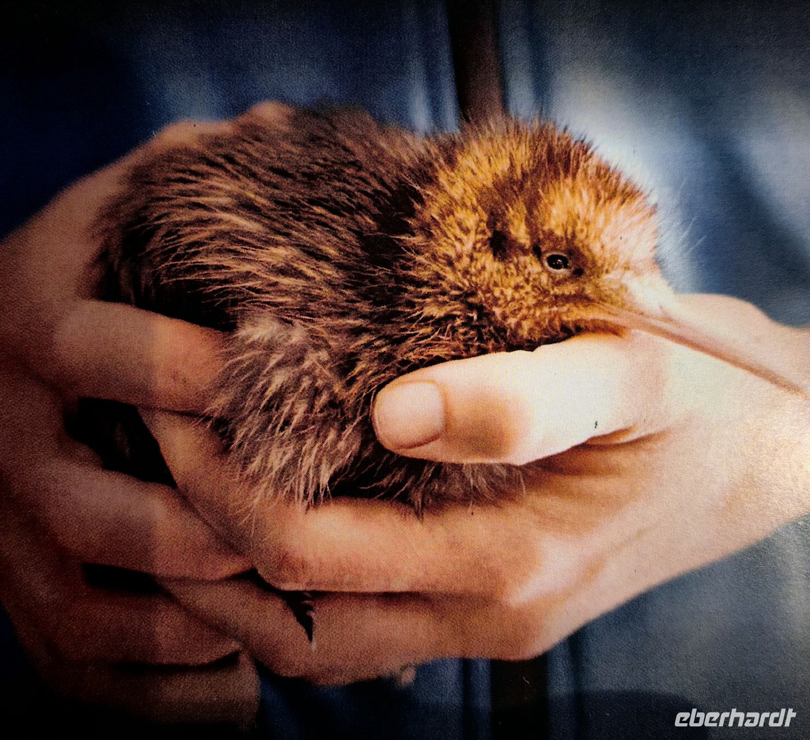 Ein junger Kiwi in der Aufzuchtstation in Rotorua