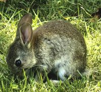 Häschen im Park bei den Wairakei Terrassen