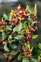 Fuscospora Cliffortioides, Tongariro Nationalpark