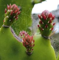 Blüten der Kaktusfeige