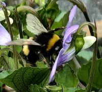 Eine Hummel labt sich im botanischen Garten am Nektar, Wellington