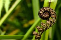 Ein Blatt eines Baumfarns entsteht